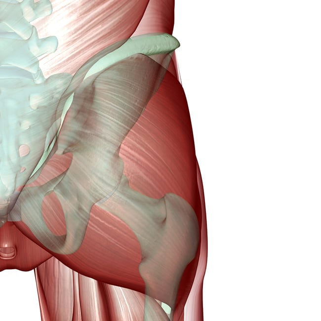 Functional Anatomy of the Hip: How Structure Guides Examination and Treatment